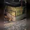 Neglected, unhealthy crawl space