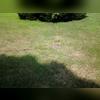LawnScape is a decorative and functional outlet that is installed at the end of the discharge line. It is aesthetic as it blends in with your lawn but it is also practical in that it keeps out rodents from entering your discharge line and it is also easy to run your lawnmower right over it.