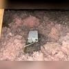 Mold can grow on both wood and insulation.