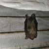 Turns out the bats roosting inside the gable vent, not in the attic.