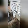 The connection from the sump pump to the downspouts.