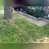 Unfortunately, the weak soil was also messing up their sidewalk and driveway. Unstable soil is a big problem! We plan to lift the outside concrete with our PolyLevel foam jacking at a later date.

These tree roots may or may not have been soaking up all the moisture away from the soil, causing the...