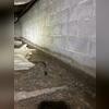 Water spots on the foundation walls and around the footer signals that water is present and intruding around the footer of the home.