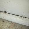 We spotted the ants emerging from the baseboards in the garage.