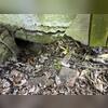 We noticed this small opening in the back of the home which lead into the crawl space.