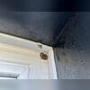 As we were treating this property, we spotted this little wasp starting its nest.