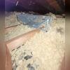 You can see how uneven and thin the insulation is in this attic. Fiberglass doesn't stop air from moving so the inhospitable attic air was penetrating the fiberglass and effecting the temperature of the ceilings below. It smelled squirrely in there, too.