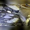 Water was a common problem in this crawl space.