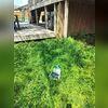 LawnScape ™ Drainage line