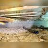The crawl space of this Fernandina Beach home was left exposed, with bare soil and fallen insulation creating an unhealthy environment. Without a protective barrier, moisture and humidity could easily seep in, leading to mold growth, wood rot, and poor indoor air quality. Addressing this problem...