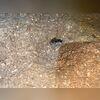 Old attic insulation