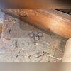 Rodent droppings