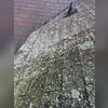 Years of algae growth had taken over this roof, leaving behind dark streaks and heavy algae that made the shingles look worn and aged.