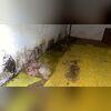 existing basement mold 1