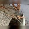 Here, the debris is building up and needs proper gutter protection.