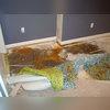 This Naperville homeowner discovered the carpeting in their home's finished basement was covered in mold due to the basement's damp, wet conditions.
