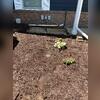 To complete this exterior waterproofing project, HomeSpec restored the aesthetic with mulch and flowers. They also moved the slabs back into place so the A/C condensers could return to their original spot.