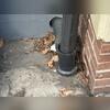 There were some cracks in the foundation that the mice were using to enter the home as well as wide openings around a number of utility lines and pipes.