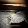 Very dirty Vapor Barrier, with presence of rodent droppings and some water damage.