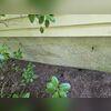 A substantial horizontal crack has developed along the exterior face of the garage's foundation wall, which is a key indicator of lateral stress and potential structural compromise. Horizontal cracking typically suggests that the wall is bowing or being pushed by soil pressure, and it warrants...