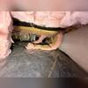 This photo shows a common symptom of high humidity in a crawl space, falling insulation.