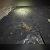 Dead Rodent found on vapor barrier