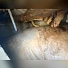 Notice the falling insulation! A tell tail sign of moisture in a crawl space.