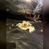 Moisture, mold and falling, failing insulation are problems in this crawl space, which hasn't been properly sealed.