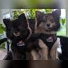 Valor Gutter Guard was a vendor at our event and prepped their puppies for the day!