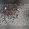 In the middle of the driveway was a massive colony of ants!