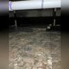 Exposed dirt floors and damaged insulation highlight the need for a full encapsulation system.