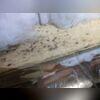 High humidity in the crawl space contributes to mold growth on organic substances like floor joists and floorboards. 60% of the air on the first floor of your home comes from the crawl space.