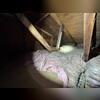 The old insulation in this attic needed to go. It was allowing a lot of heat to transfer out of the attic, and as a result ice dams were forming on the roof.