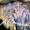Fiberglass insulation does not hold up well in a crawl space! It can absorb moisture, making it the perfect place for mice to make their new home or for mold to grow. You can see how moisture had started to ruin it in Sarah's crawl space!