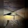 During the inspection mold is clearly visible on the wooden floor joists.