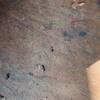 The worker carpenter ants will come across these products and bring them back to their nest to share with their queen and the other ants. They have no idea that they're actually transferring treatments that will exterminate their entire colony in a short amount of time.