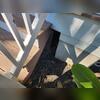 The turkey vultures were harboring both underneath the porch...