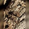 With the owner's permission, we carefully disposed of all the wood and then treated the entire exterior of the home with a liquid termiticide.