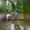The area was flooded. Due to the beaver's dam the creek was transformed from over 10 feet wide to over 65 feet wide. A beaver dam is built out of twigs, sticks, rocks, and mud.