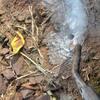 We injected each one of the digger bee mounds with a residual dusting product.