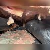 Fallen insulation, and dirt on top of the vapor barrier are both indicative of water intrusion, and the need for professional waterproofing to protect the home and family.