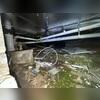 This crawl space shows damp floors and insulation in need of replacement.