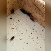 The cockroaches were primarily harboring underneath the dining table in the kitchen.