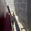 There were several piles of garbage around the dumpster area, which was attracting the rats to the area. While inspecting the property, we found multiple rat burrows.