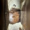 Mold growing on wood