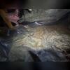 Years of water intrusion and rodent filth, had created an unhealthy and unstable home.