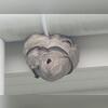 The bald-faced hornet nest was located dead center on the gutters on the front of the home.