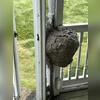 That is a massive bald-faced hornet nest!