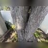 So we injected a residual application into the gaps and openings of the tree. Next, we applied some granular bait around the base of tree as well as throughout the landscape. Lastly, as a precaution, we treated the entire exterior of the home with a liquid non-repellent residual.