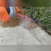 We injected a residual dusting product into every single cicada killer burrow as well as placed a granular bait in and around their burrows. These treatments will quickly exterminate the cicada killer wasps